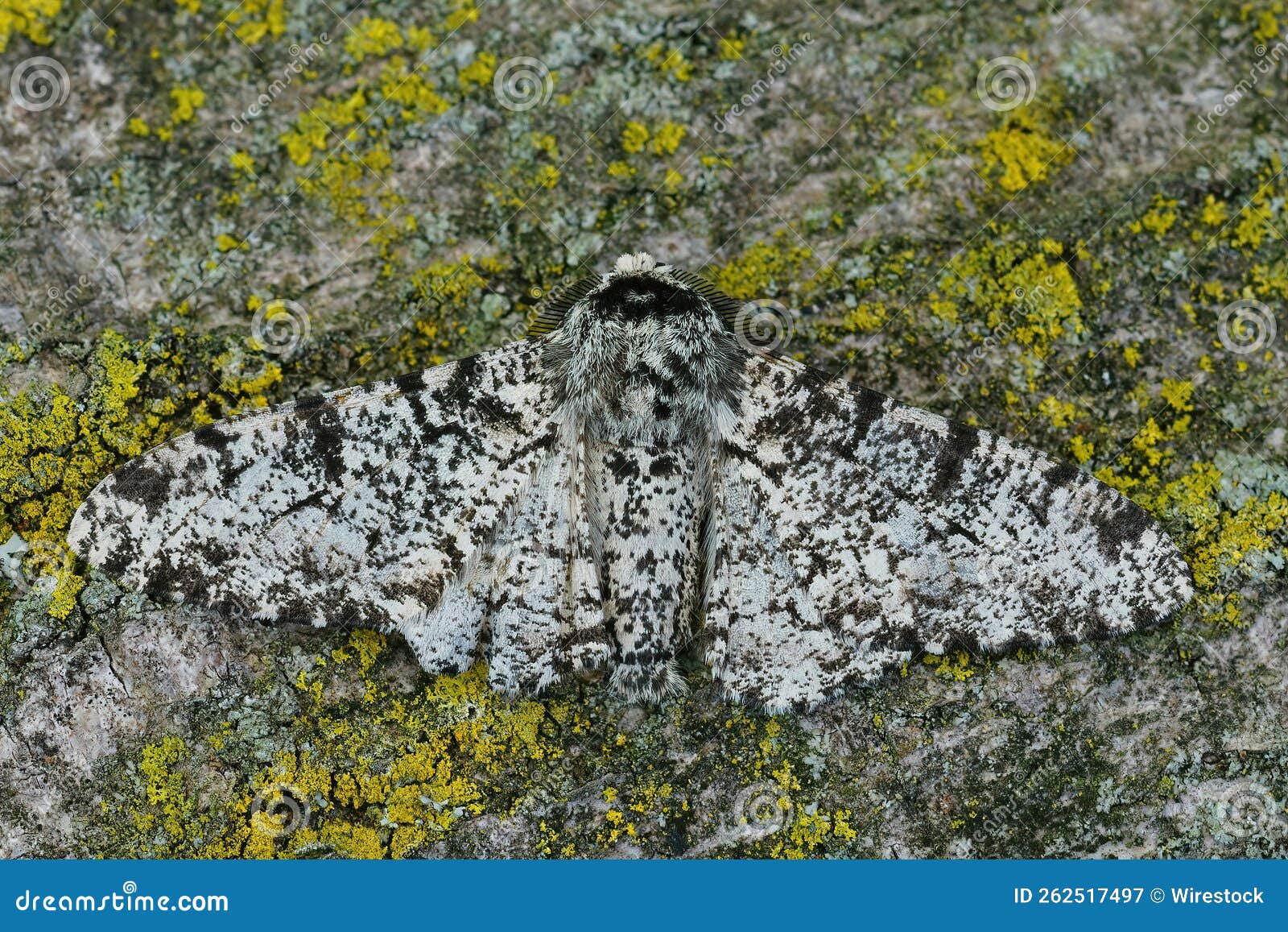 closeup of the white speckled form of the peppered moth ,biston betularia.