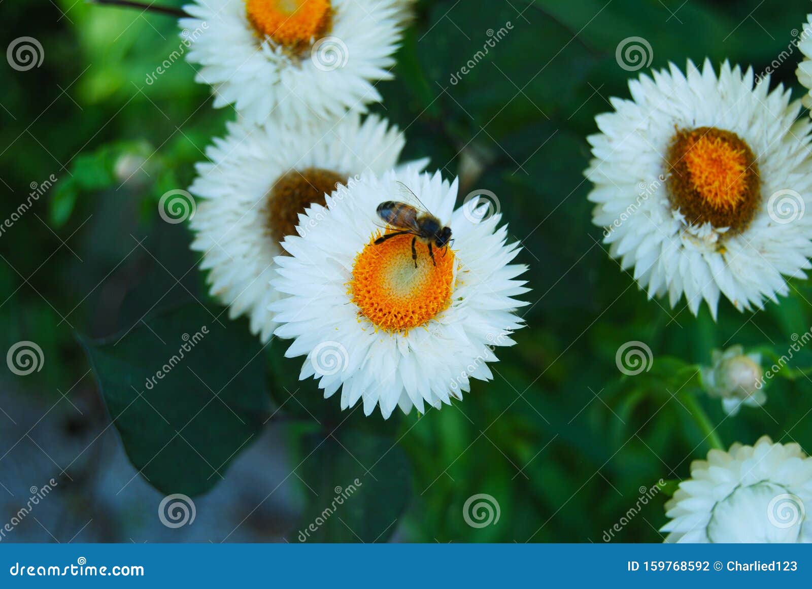 closeup of white straw flowers and bee