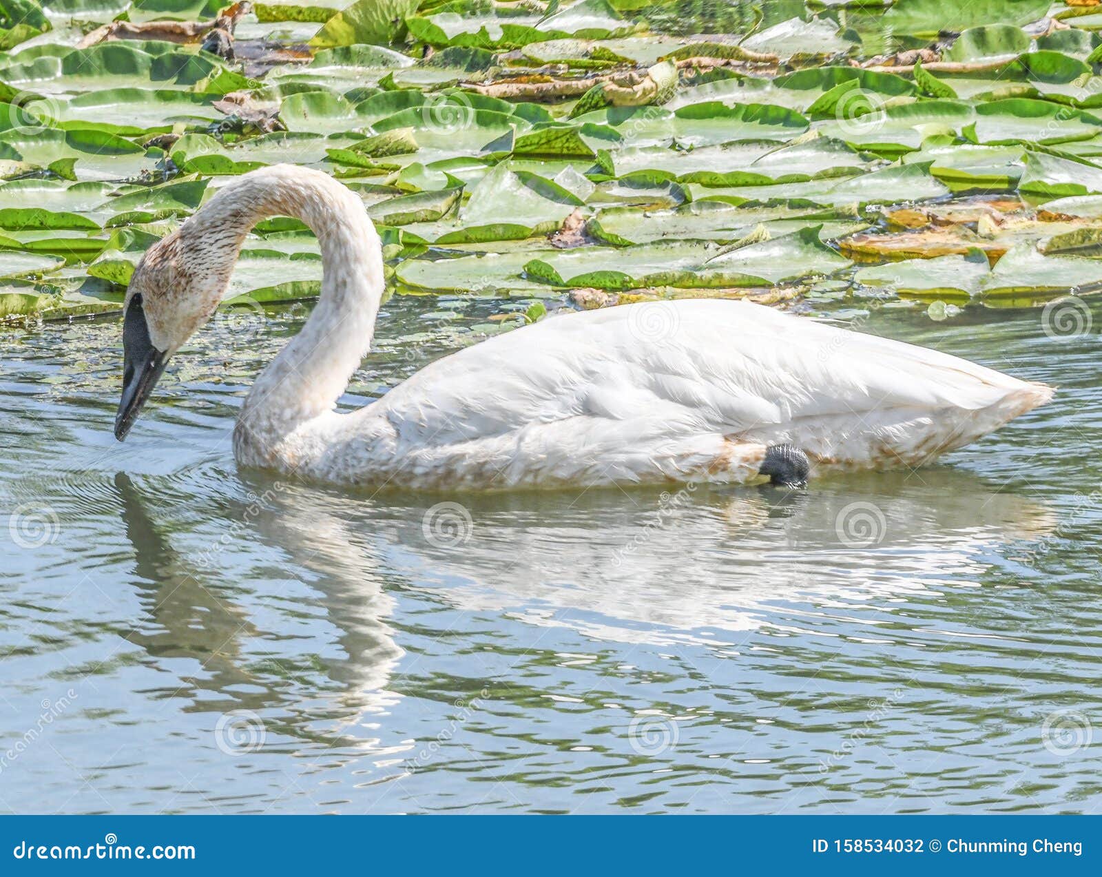 A Closeup White Swan with Fine Fishing Wire Around Neck Stock Photo - Image  of environment, habitat: 158534032