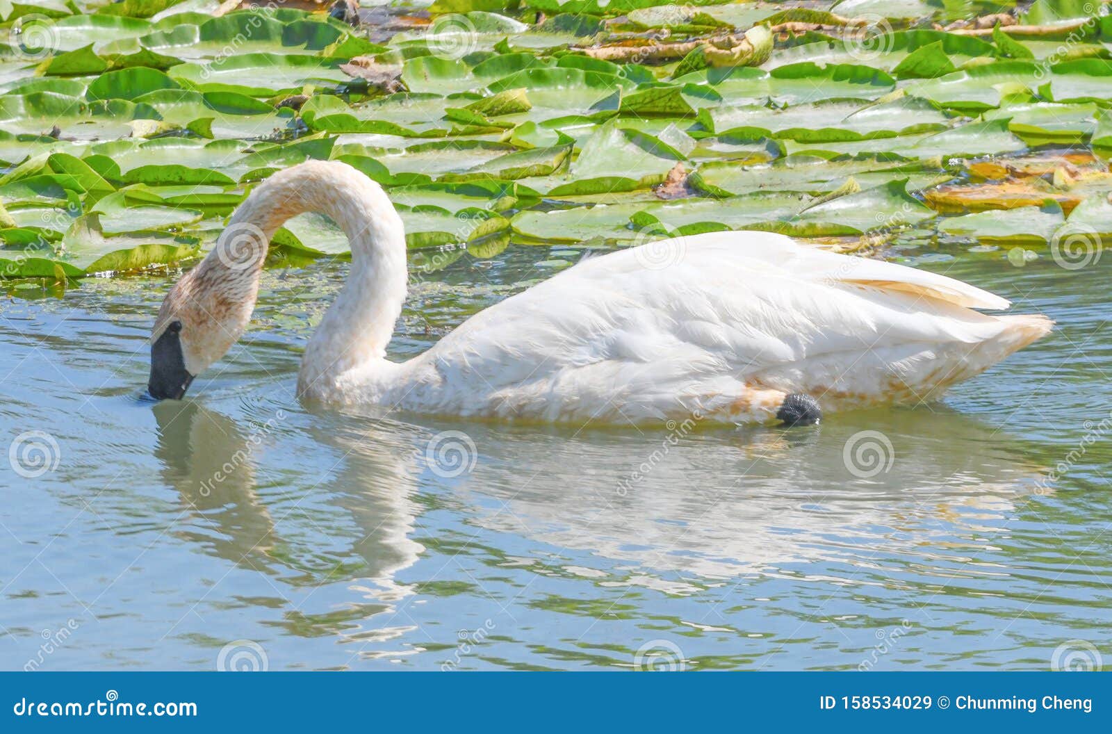 A Closeup White Swan with Fine Fishing Wire Around Neck Stock