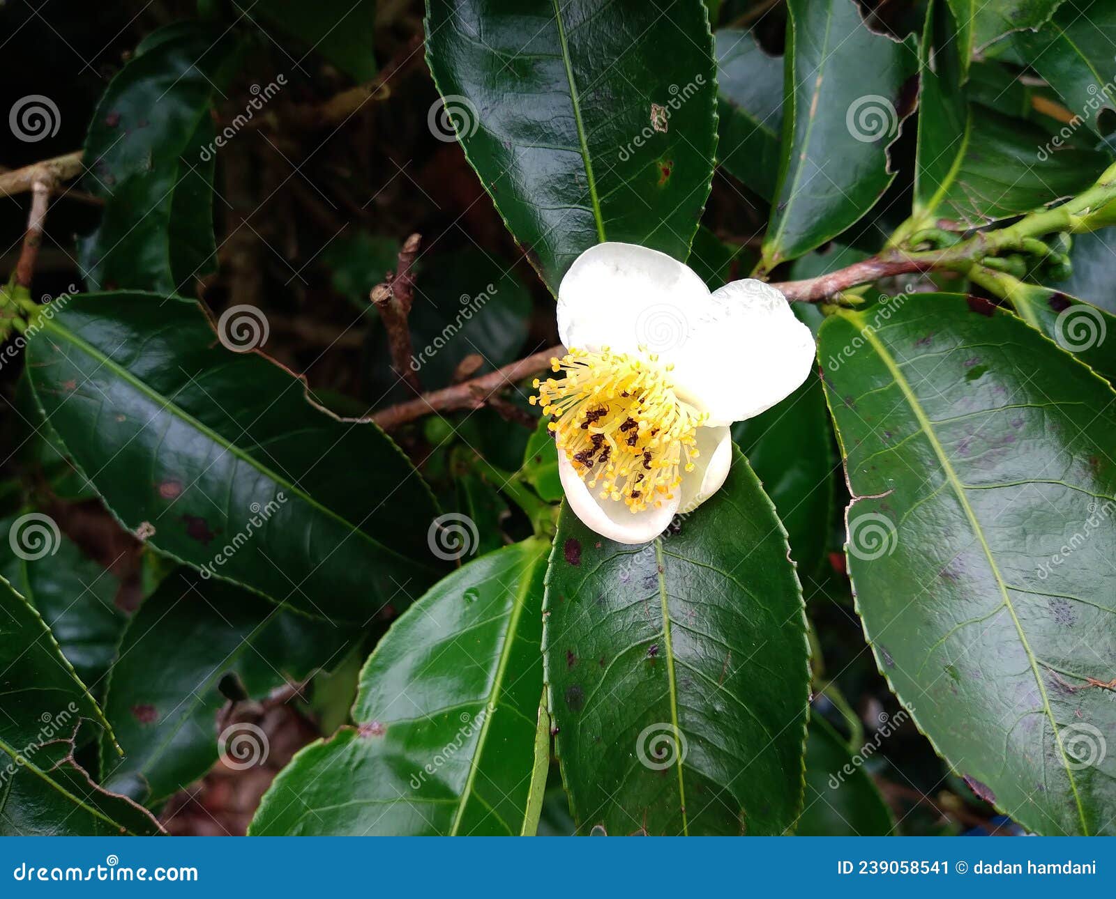 Closeup of White Tea Flower that Looks Fresh Stock Image Image of