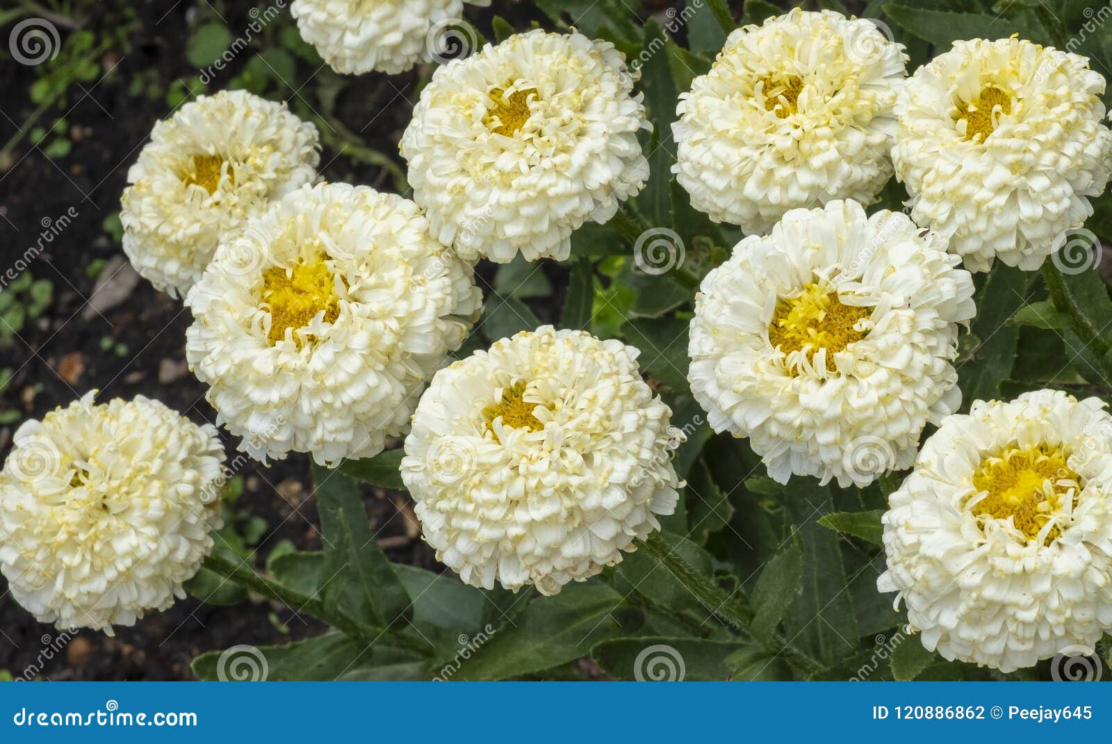 White Pom Pom flowers stock photo. Image bright, bloom 120886862