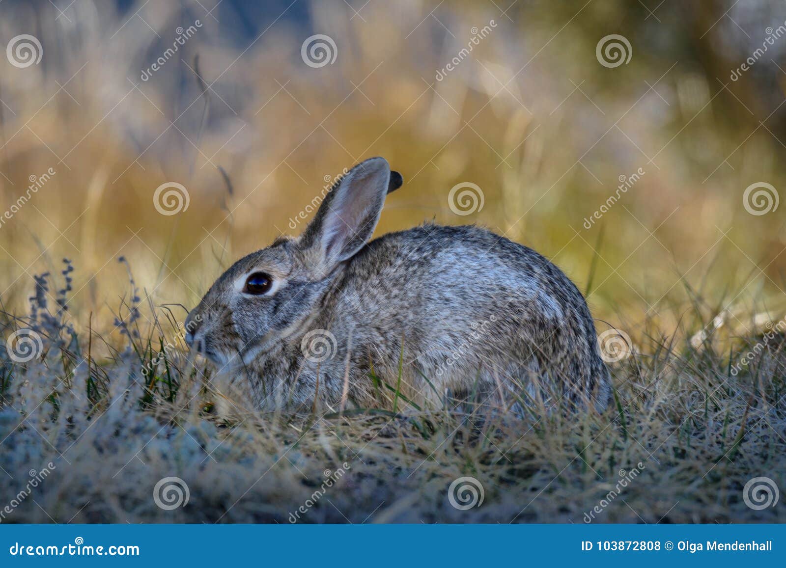 closeup of a wild cottontail bunny rabbit in the field, meadow. early morning.