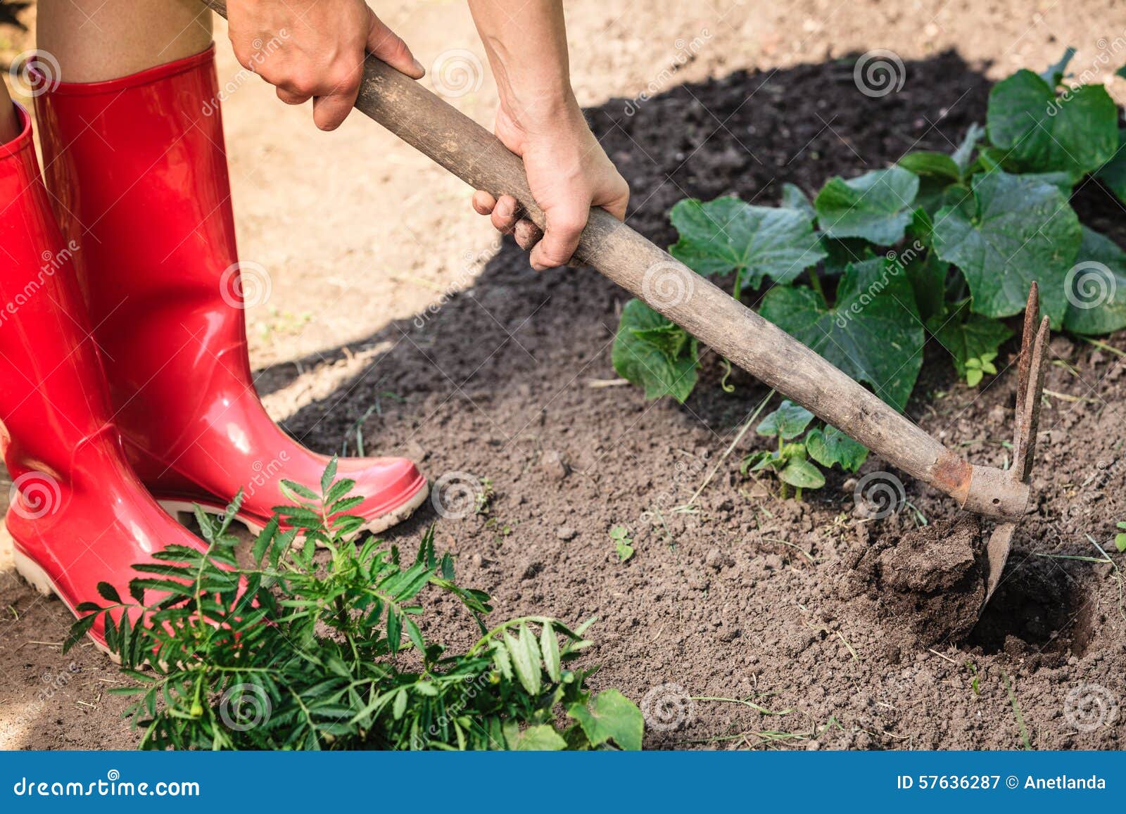 Closeup Woman Gardener Digging Soil Stock Image Image Of Agriculture
