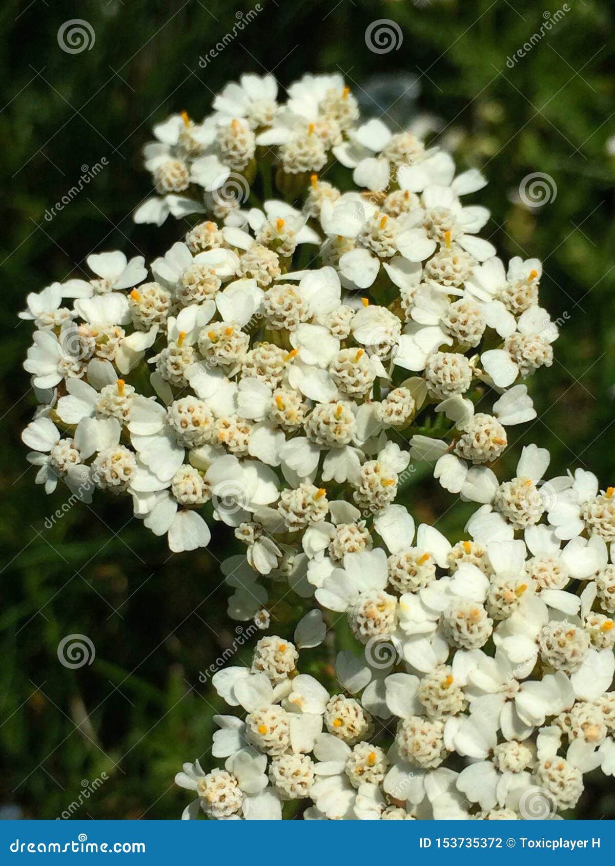 Closeup of Yarrow Blossom in the Wild Stock Photo - Image of herbal ...