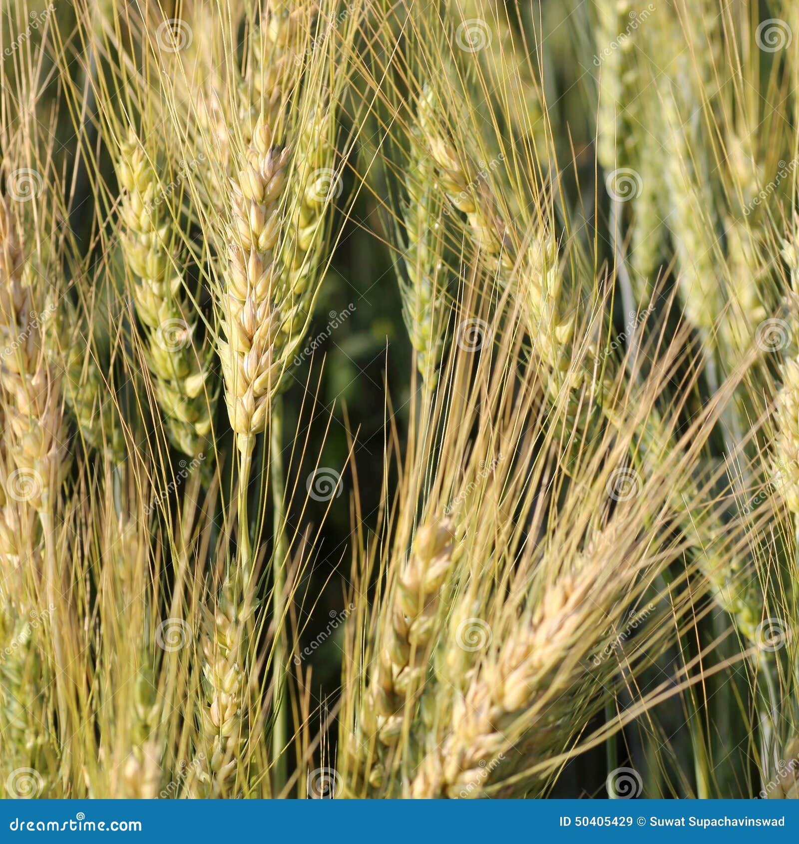 Closeup Yellow Barley Field Grain Growth Stock Image - Image of format ...