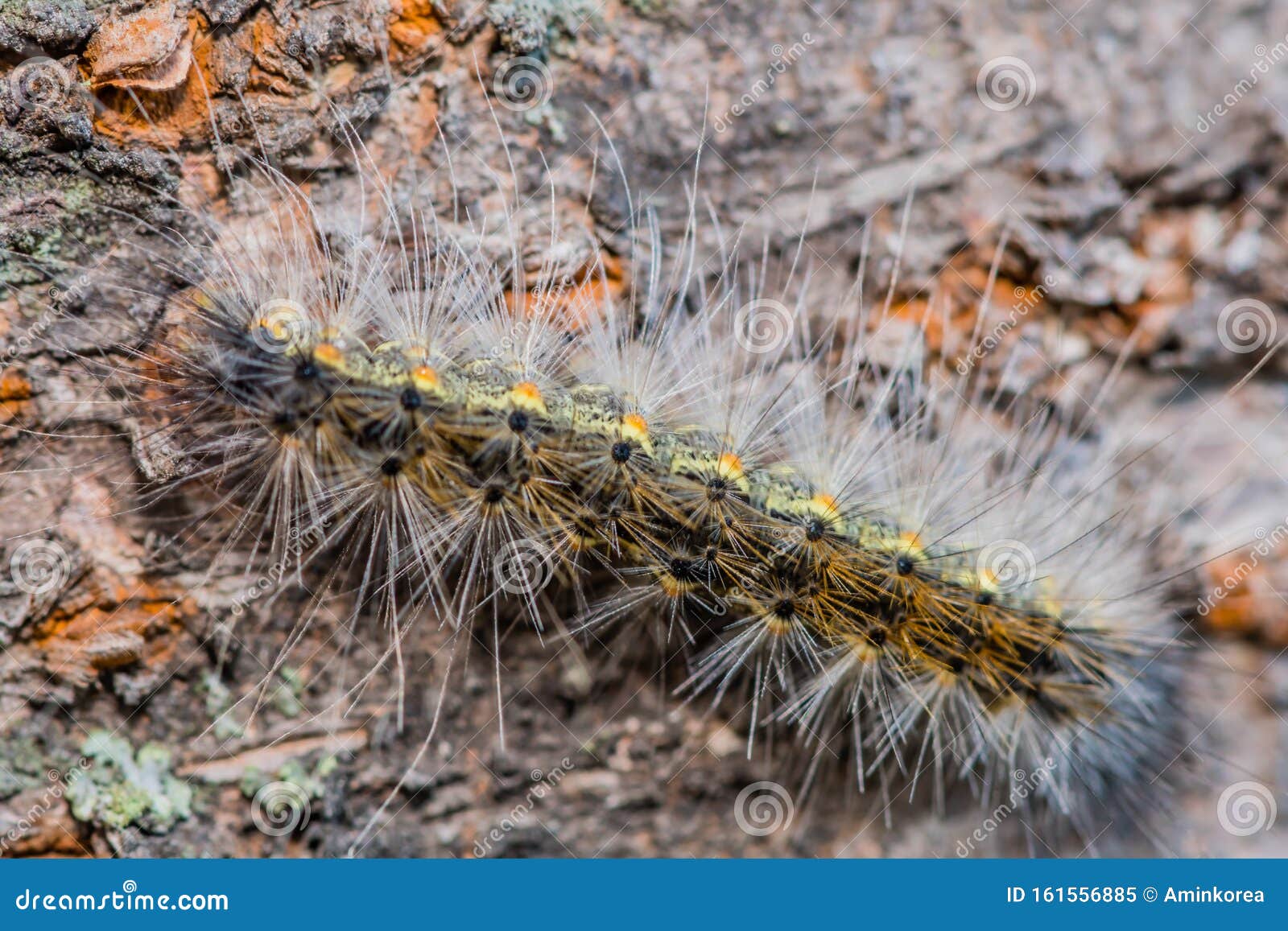 Hairy Caterpillar on Side of Tree Stock Image Image of closeup, macro