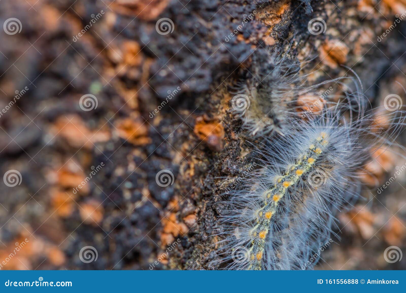 Hairy Caterpillar on Side of Tree Stock Photo Image of natural