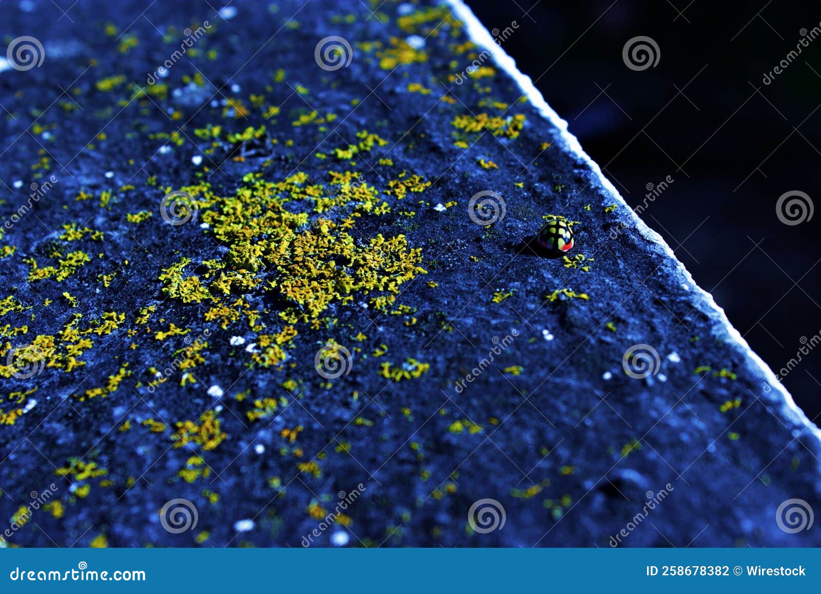 Closeup of Yellow and Black Ladybug Perching on Rocky Surface Stock