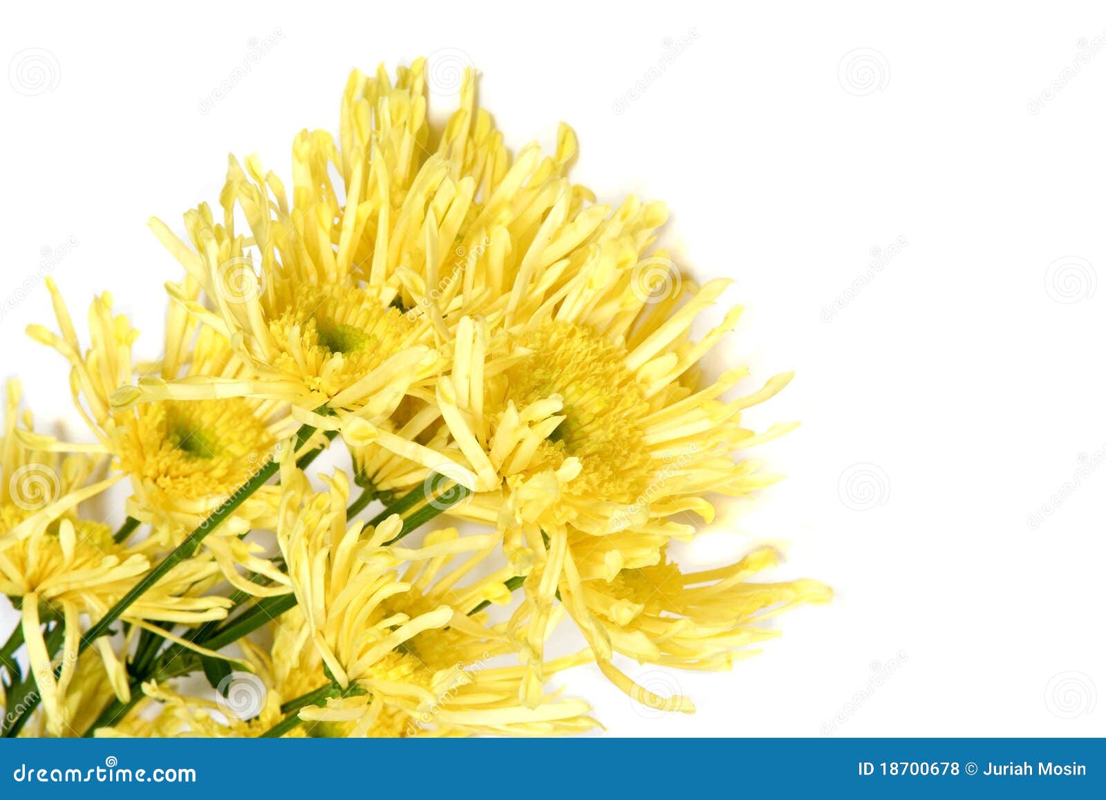 Closeup of Yellow Chrysanthemum Stock Photo Image of fragrant, leaves