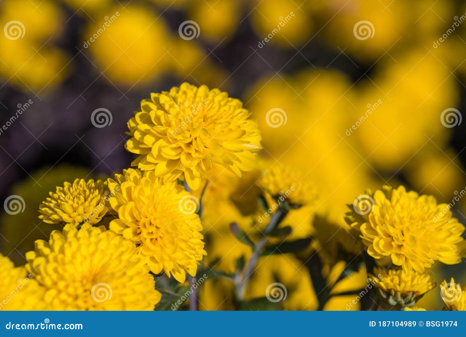 Closeup Yellow Chrysanthemum Flowers Chrysanthemum Morifolium In The Garden Autumn Flowers Kyiv Kiev Ukraine Europe Stock Image Image Of Botanical Bright 187104989