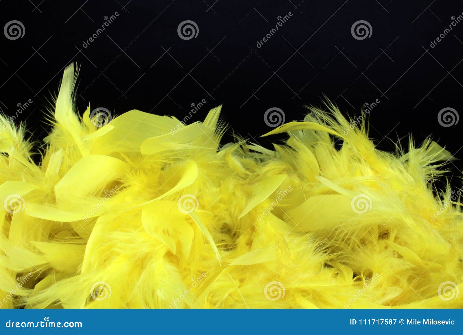 Yellow Feathers on Black Background Stock Image - Image of bird