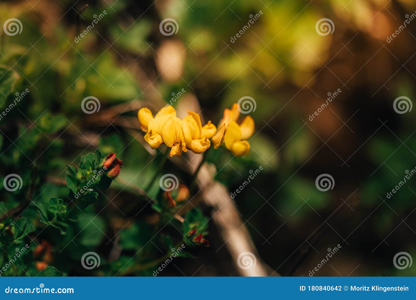 closeup of the yellow flower birdsfoot trefoil growing high in the mountains