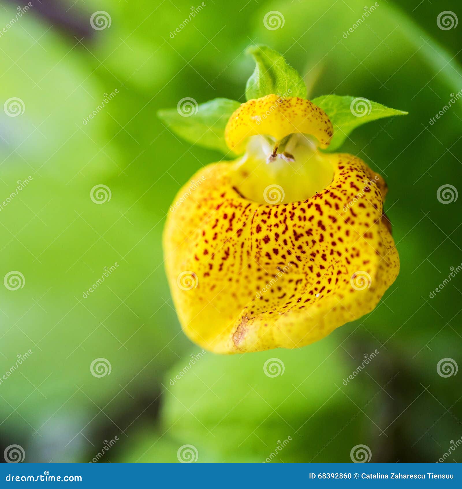Ladies Purse (Calceolaria herbeo-hybrida), Stock Photo, Picture And Rights  Managed Image. Pic. Z39-138842 | agefotostock