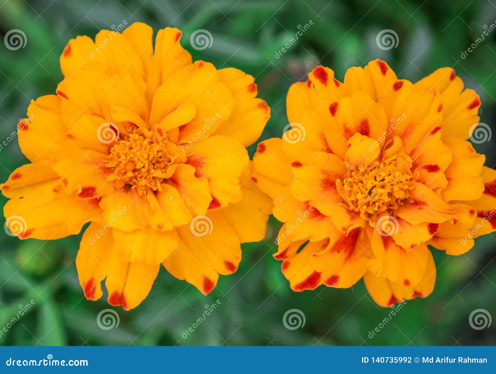 Closeup of Yellow Marigold Flowers Stock Photo - Image of flosers ...