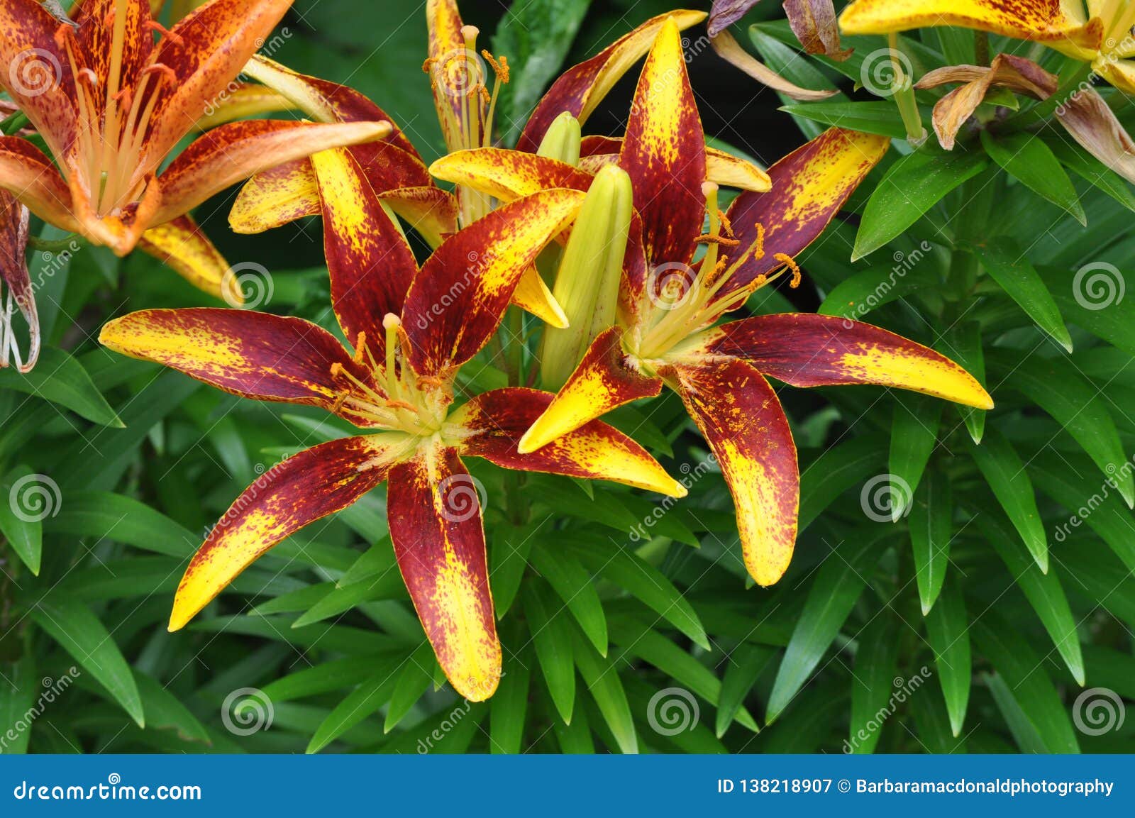 Closeup Yellow and Orange Day Lily Flowers in Full Bloom Stock Image ...