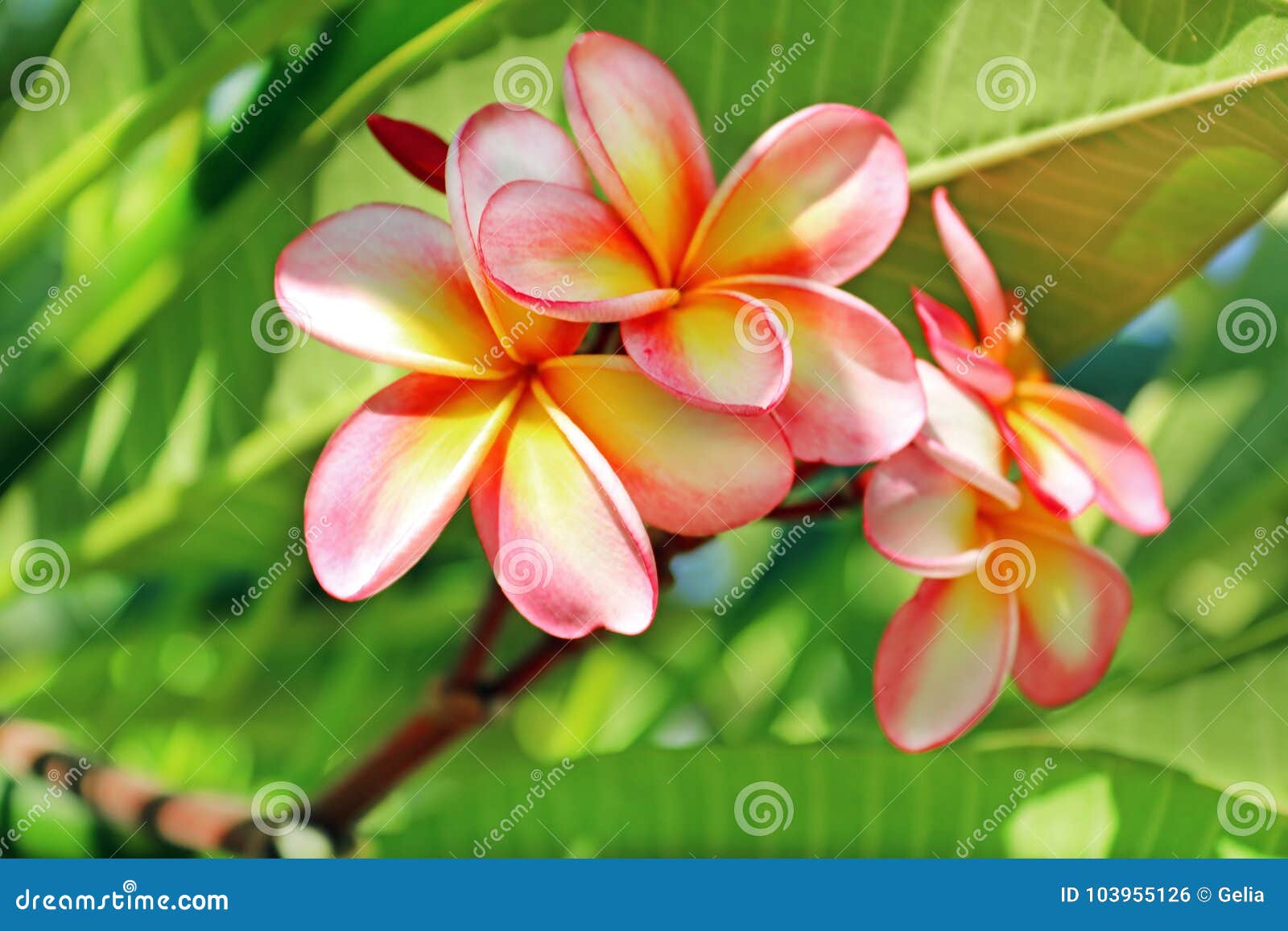 Closeup Yellow Pink Flower of Desert Rose, Frangipani, Plumeria Stock Photo  - Image of plant, outdoor: 103955126