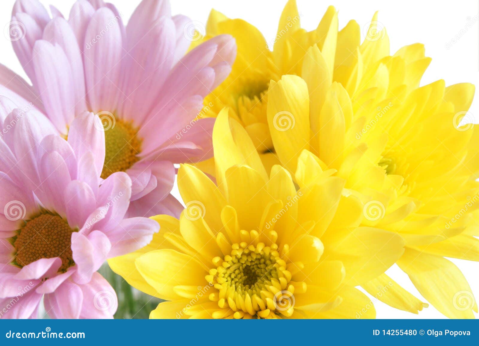 Closeup of Yellow and Pink Flowers Stock Photo Image of growth