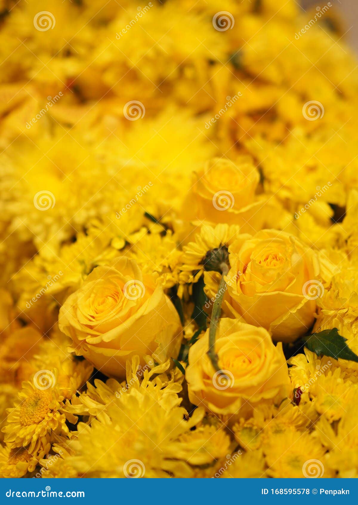 Yellow Rose In Chrysanthemum Flower Scientific Name ... Yellow Rose In Chrysanthemum Flower Scientific Name ...
