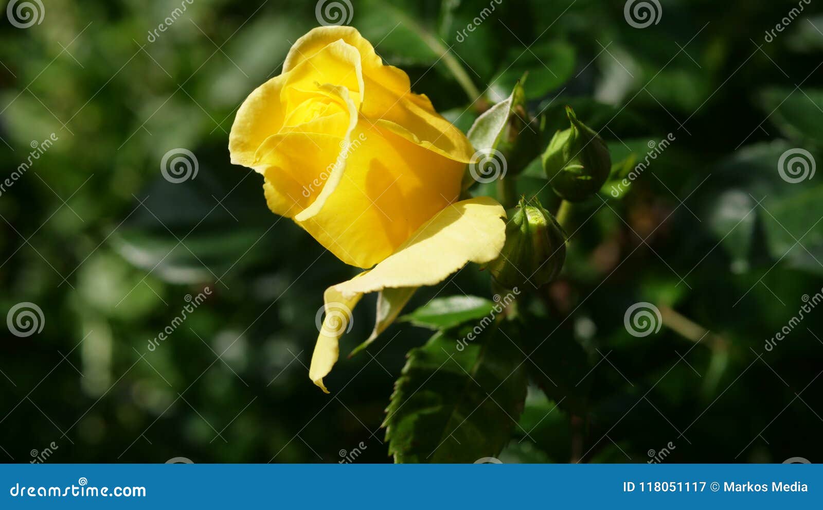 Closeup Yellow Rose in Natural Light Stock Image Image of drone