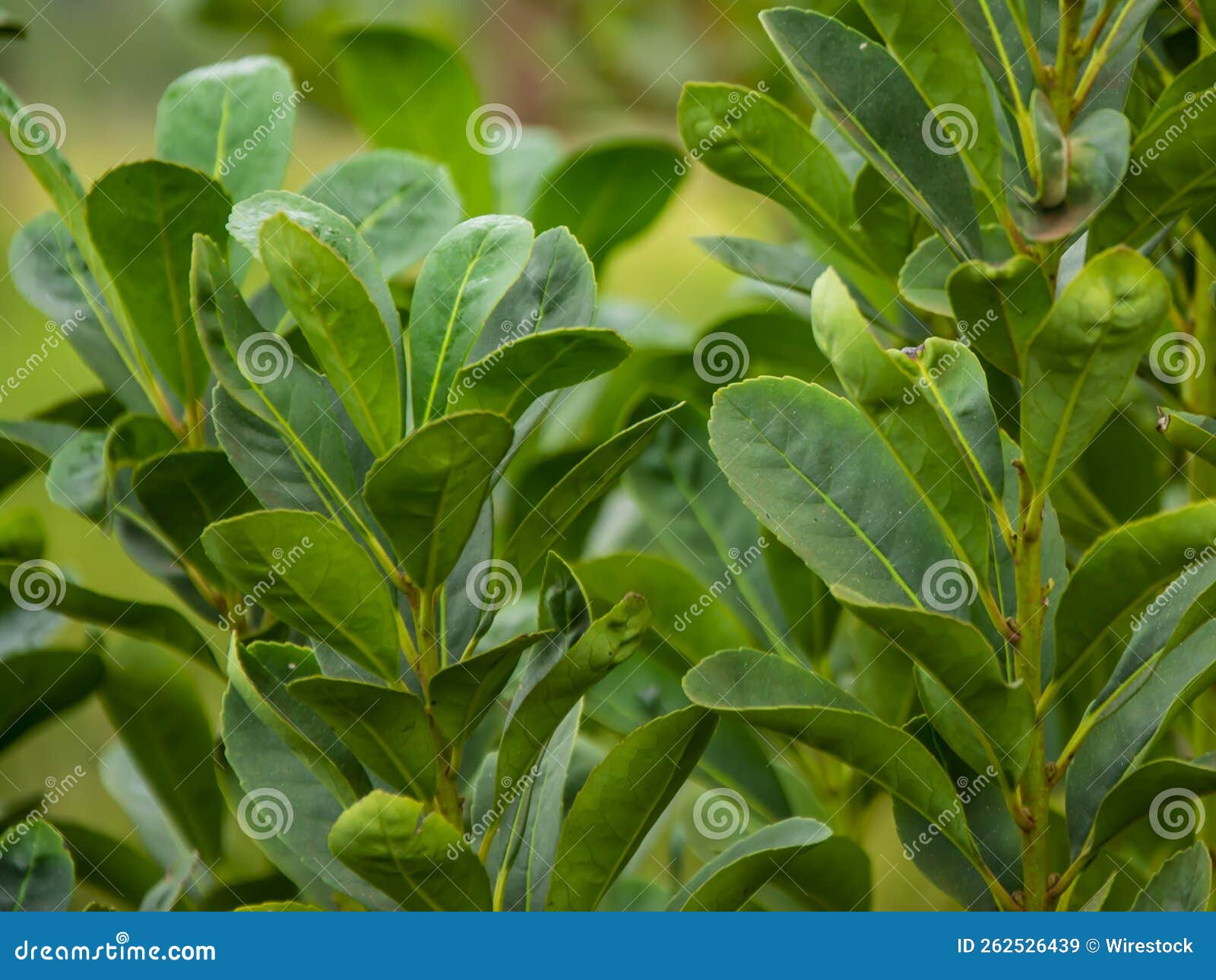 Closeup of Yerba Mate Plant Leaves Stock Image Image of india, health
