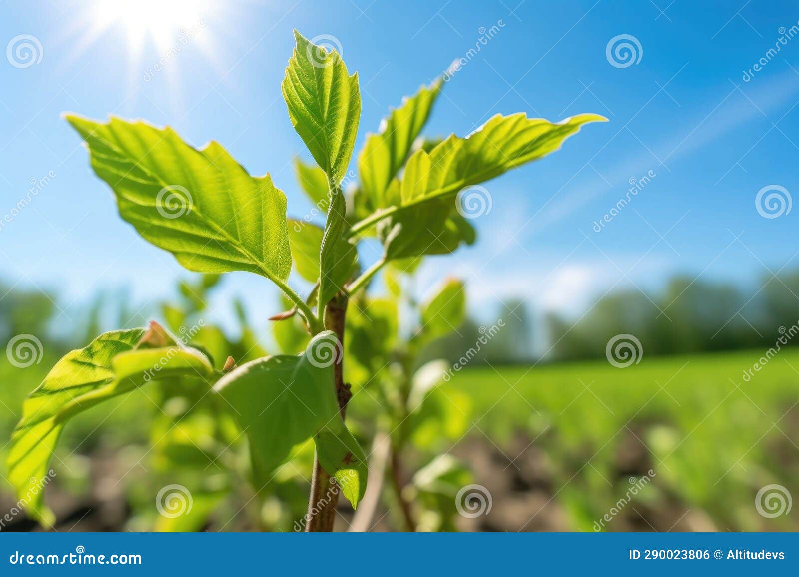 Closeup of a Young Hazelnut Tree on a Sunny Day Stock Photo Image of