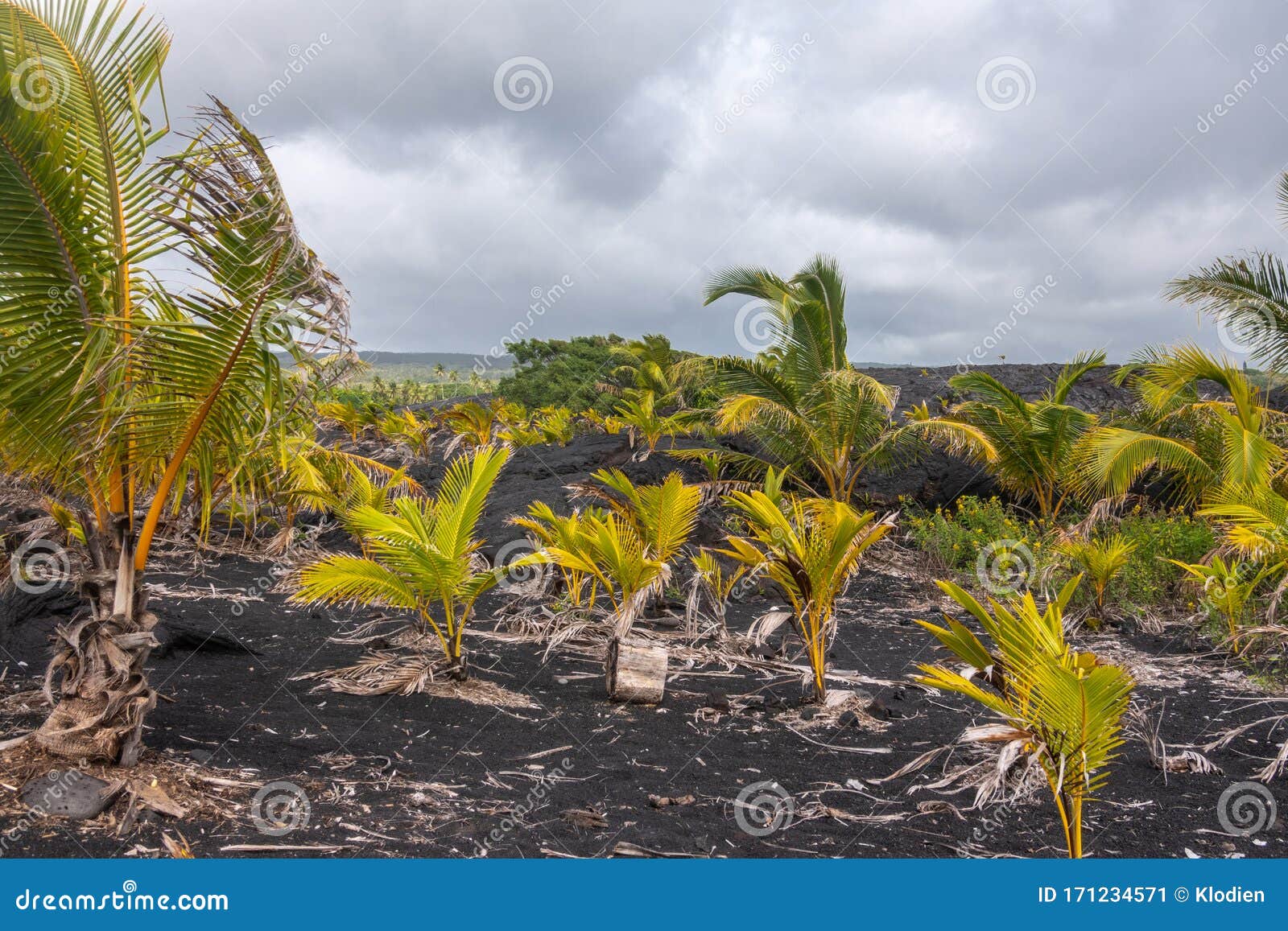 Closeup of Young Palm Trees on Top of 1990 Lava Hardened, Kaimu, Hawaii ...