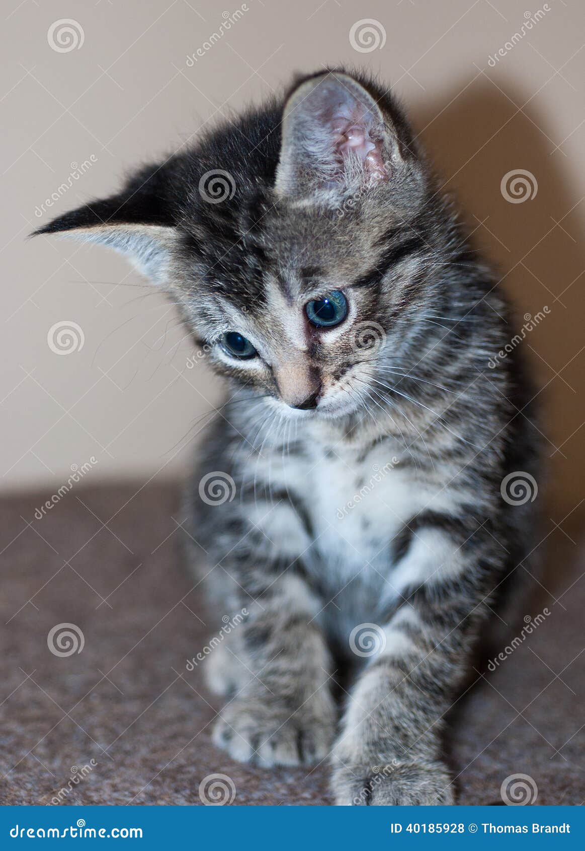 grey and black striped kitten