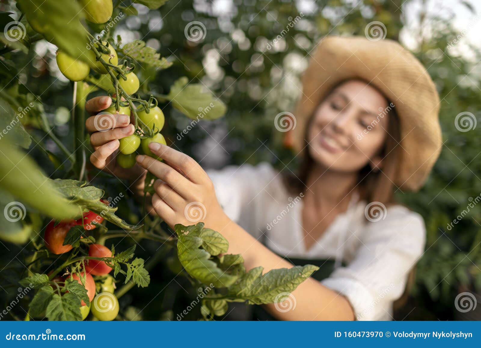 closeup young woman inspecting tomato plantings