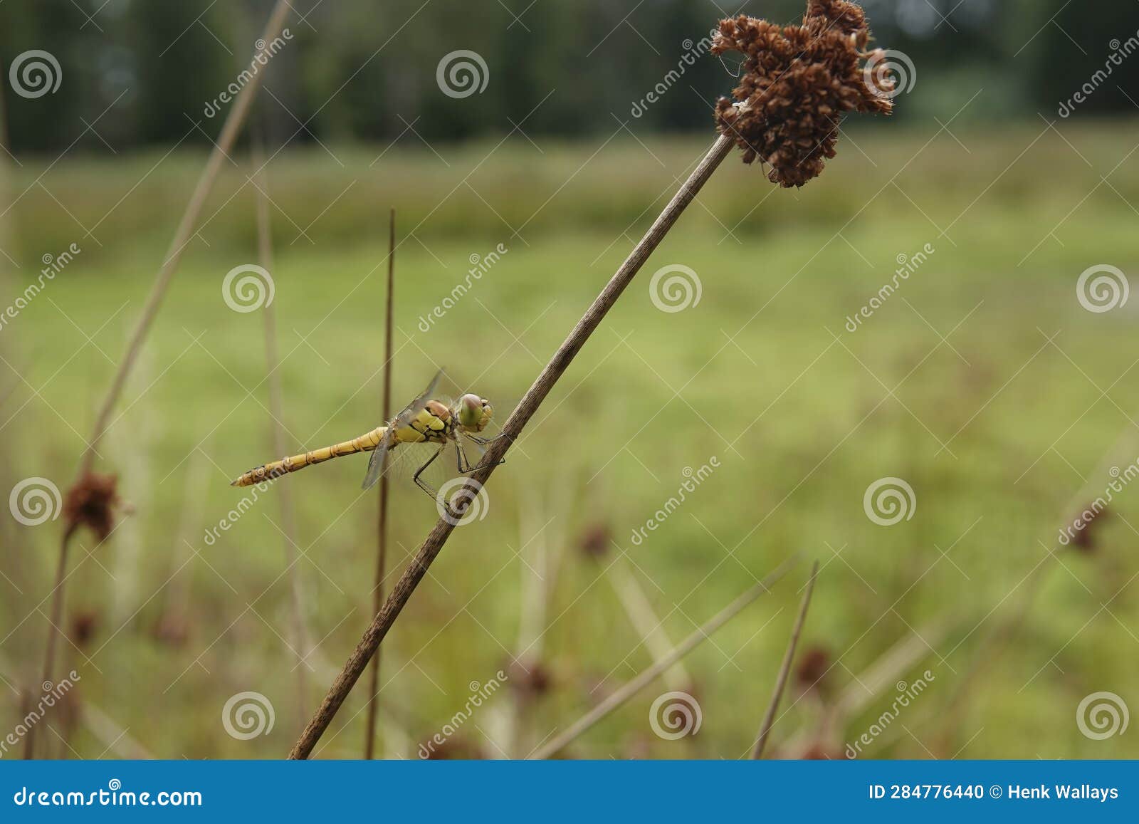 closeup on a young yellow, un-colored male common darter dragonfly sympetrum striolatum perched in the vegetation