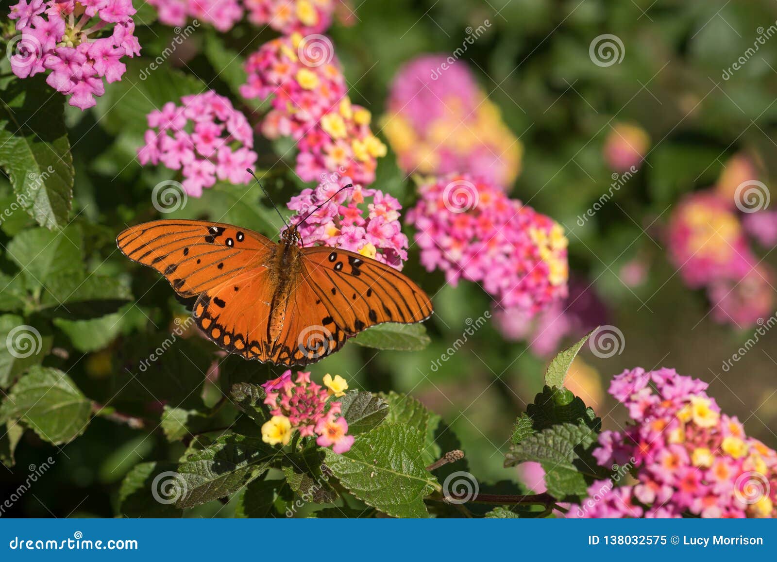 Closeup Öppen-påskyndad golfFritillaryfjäril på Lantana. Closeupen av en vibrerande orange golfFritillaryfjäril, vingar öppnar och att mata bland rosa och gula Lantanablom