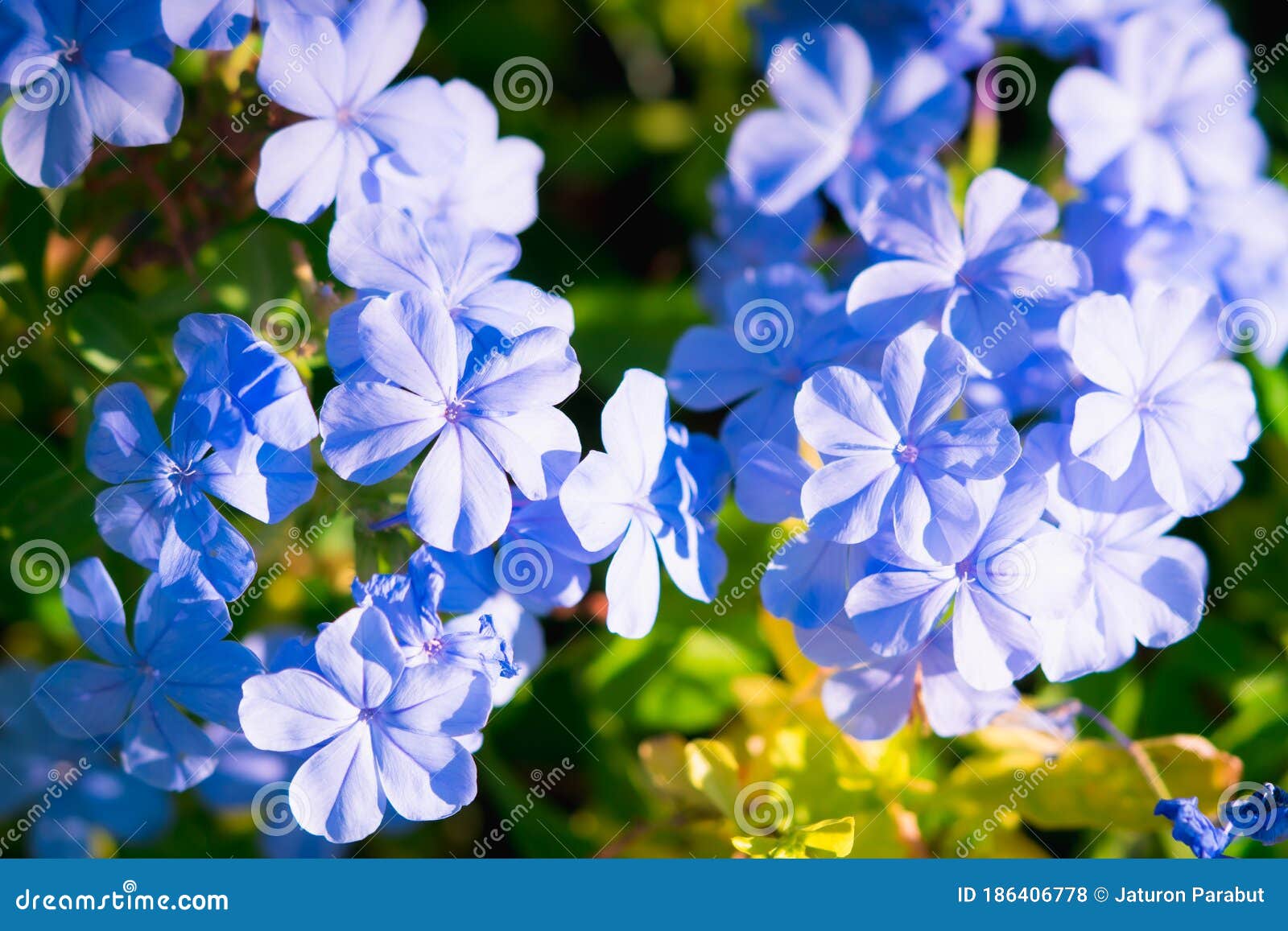 Closeuse Nature Fleur De Verveine Bleue Dans Le Jardin Photo stock - Image  du jardin, copie: 186406778