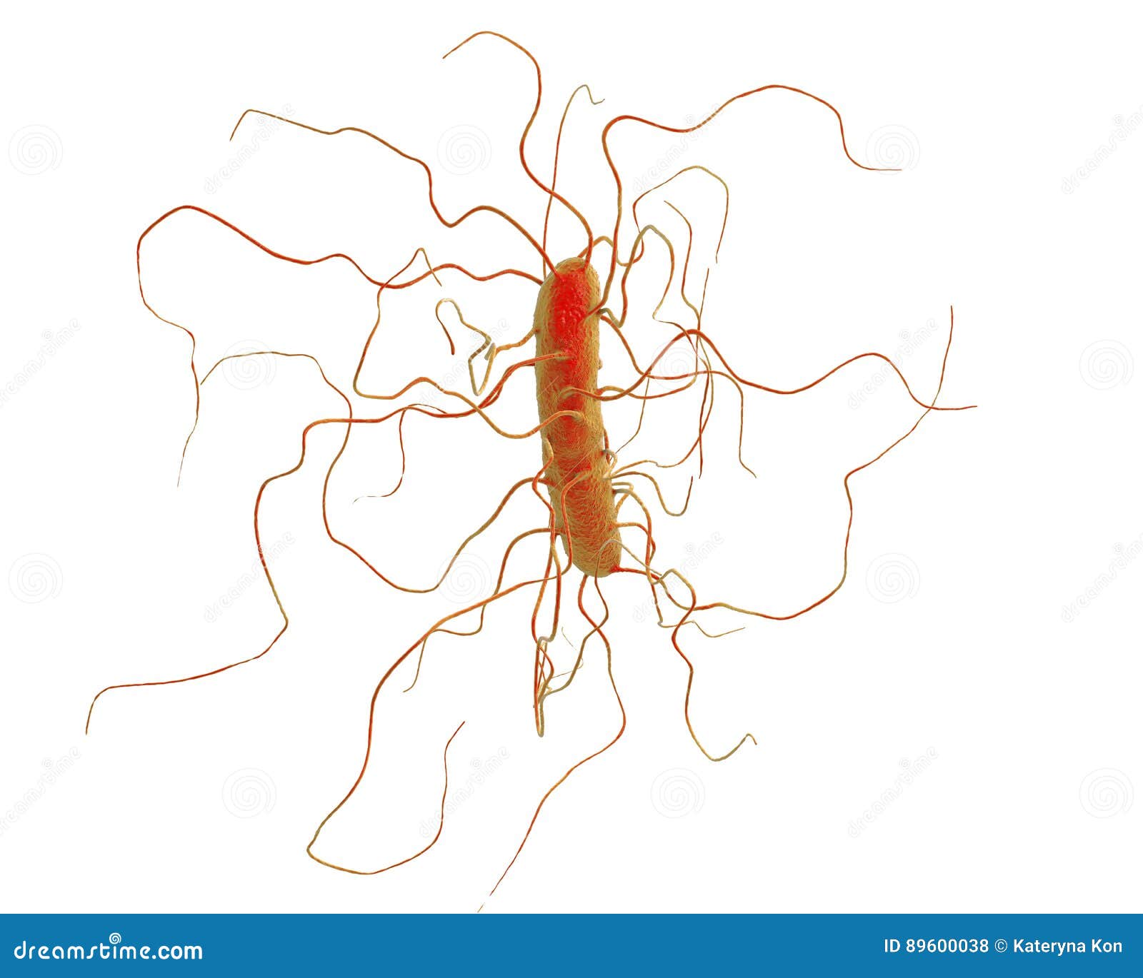 clostridium difficile bacteria