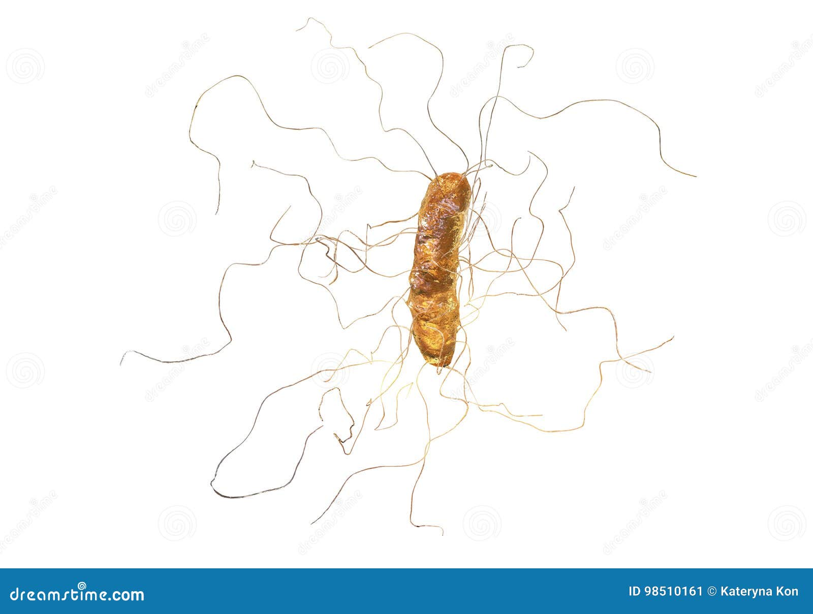 clostridium difficile bacterium