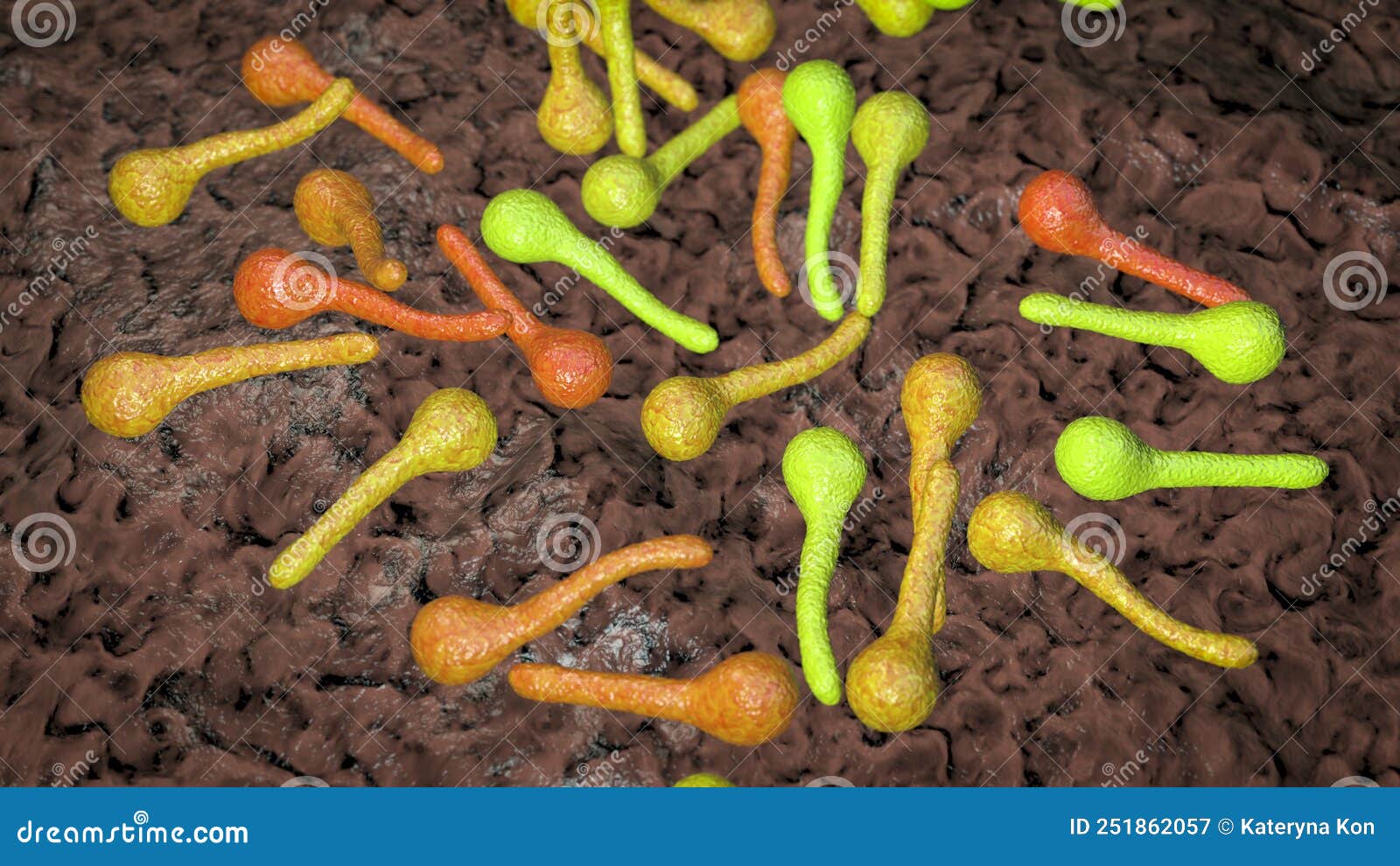 clostridium tetani bacteria