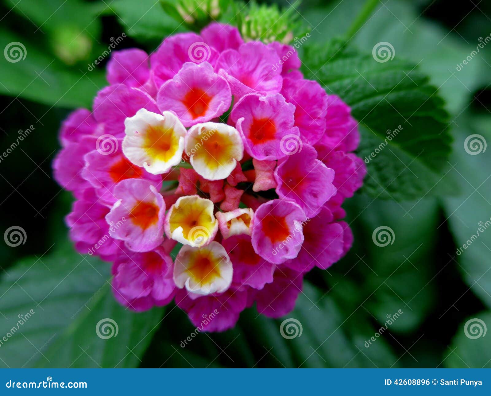 Cloth of gold flower stock photo. Image of nature, hedge 42608896