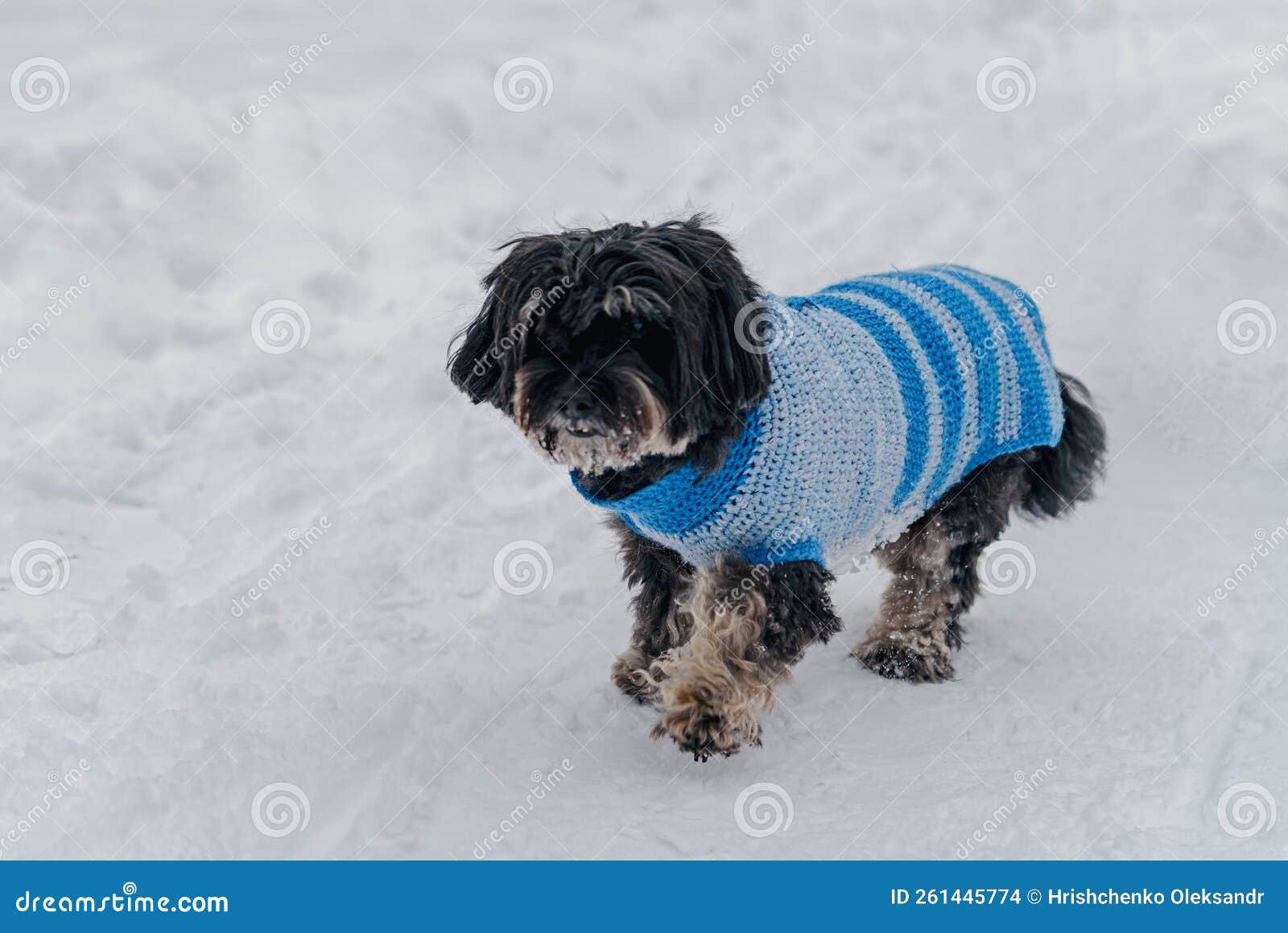 Clothes for dogs in winter stock photo. Image of friendly 261445774