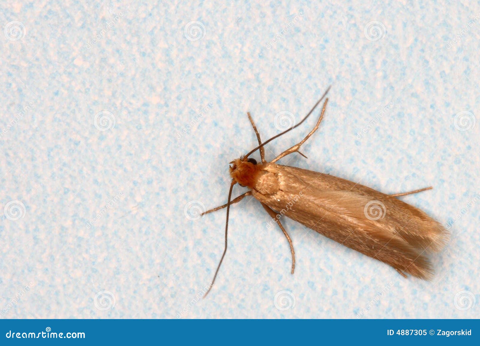 Clothing moth stock image. Image of macro, bisselliella 4887305