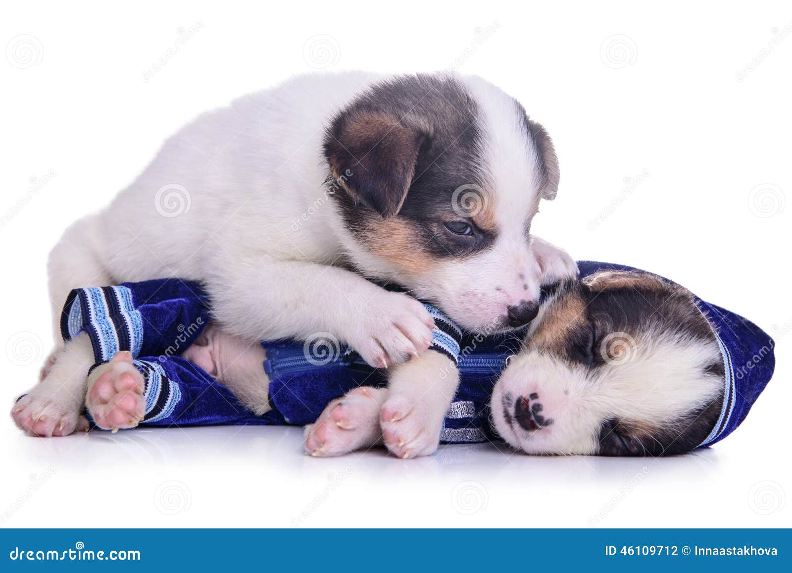 clothing puppies mestizo resting