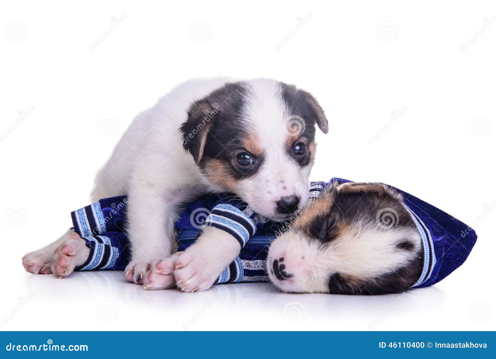 clothing puppies mestizo resting