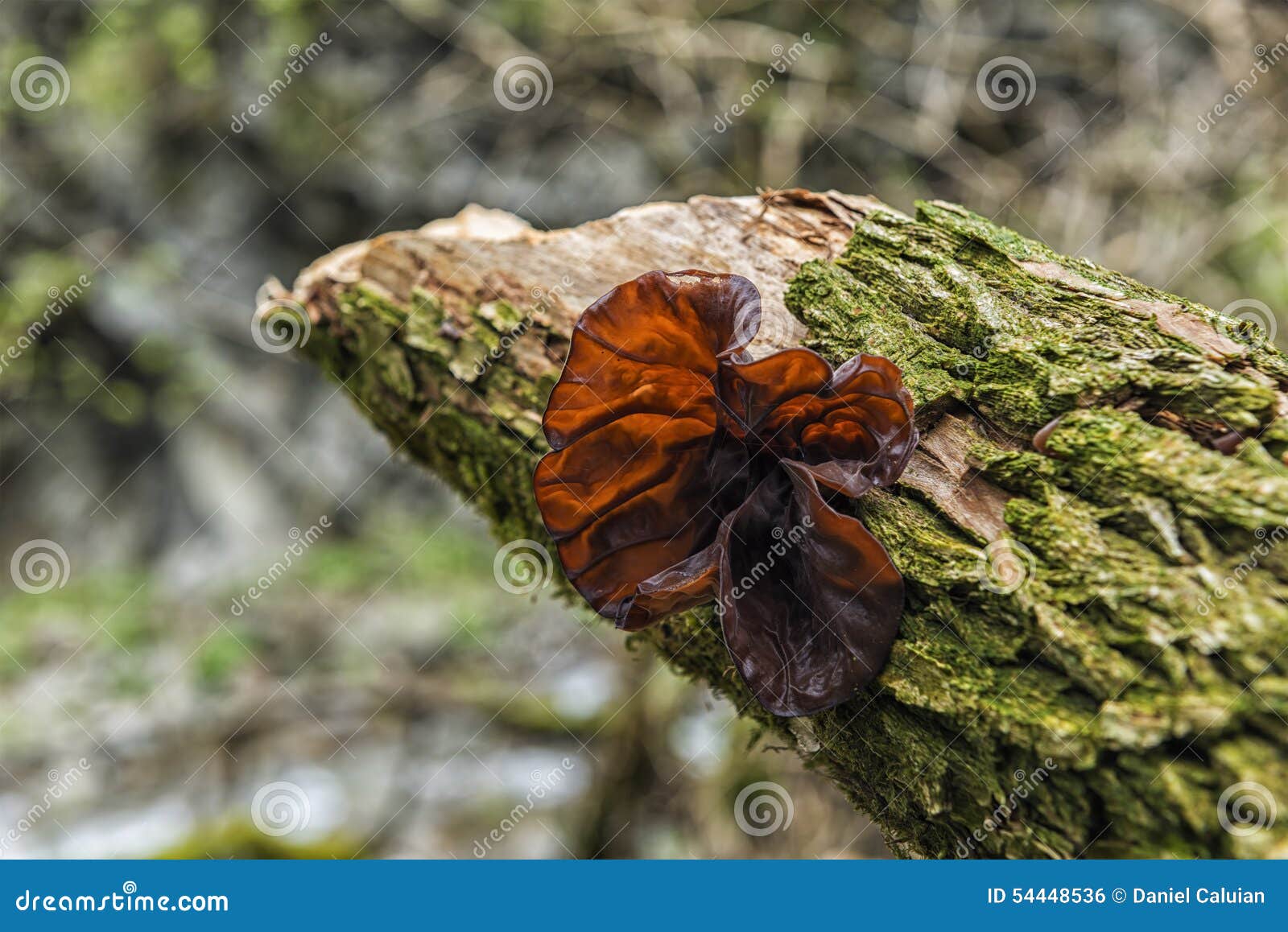 Cloud ear fungus stock photo. Image of medicine, cloud 54448536