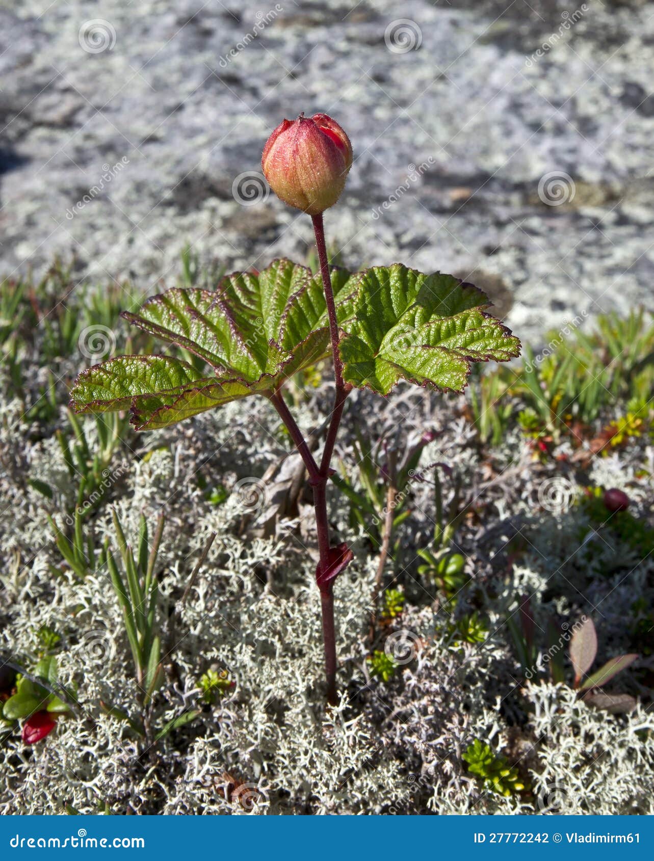 Cloudberries.Rubus-chamaemorus. Hjortroner uppstår naturligt genom hela den nordliga halvklotet från 78°N, söder till omkring 55°N, och mycket spritt söder till 44°N huvud i bergiga områden. I Europa och South Asia växer de i de nordiska länderna och de baltiska tillstånden och över nordliga Ryssland som är östlig till Stilla havet. Lilla befolkningar är också funna mer längre söder, som en botanisk vestige av isåldrarna; det finns i Tyskland Weser och Elbe dalar, var det är under rättsskydd, och sällan i moorlandsna av Britannien och Irland. I Nordamerika växer hjortroner wild över mest av nordliga Kanada, Alaska, nordliga Minnesota, New Hampshire, Maine, och det finns en liten befolkning på Long Islandet, New York.