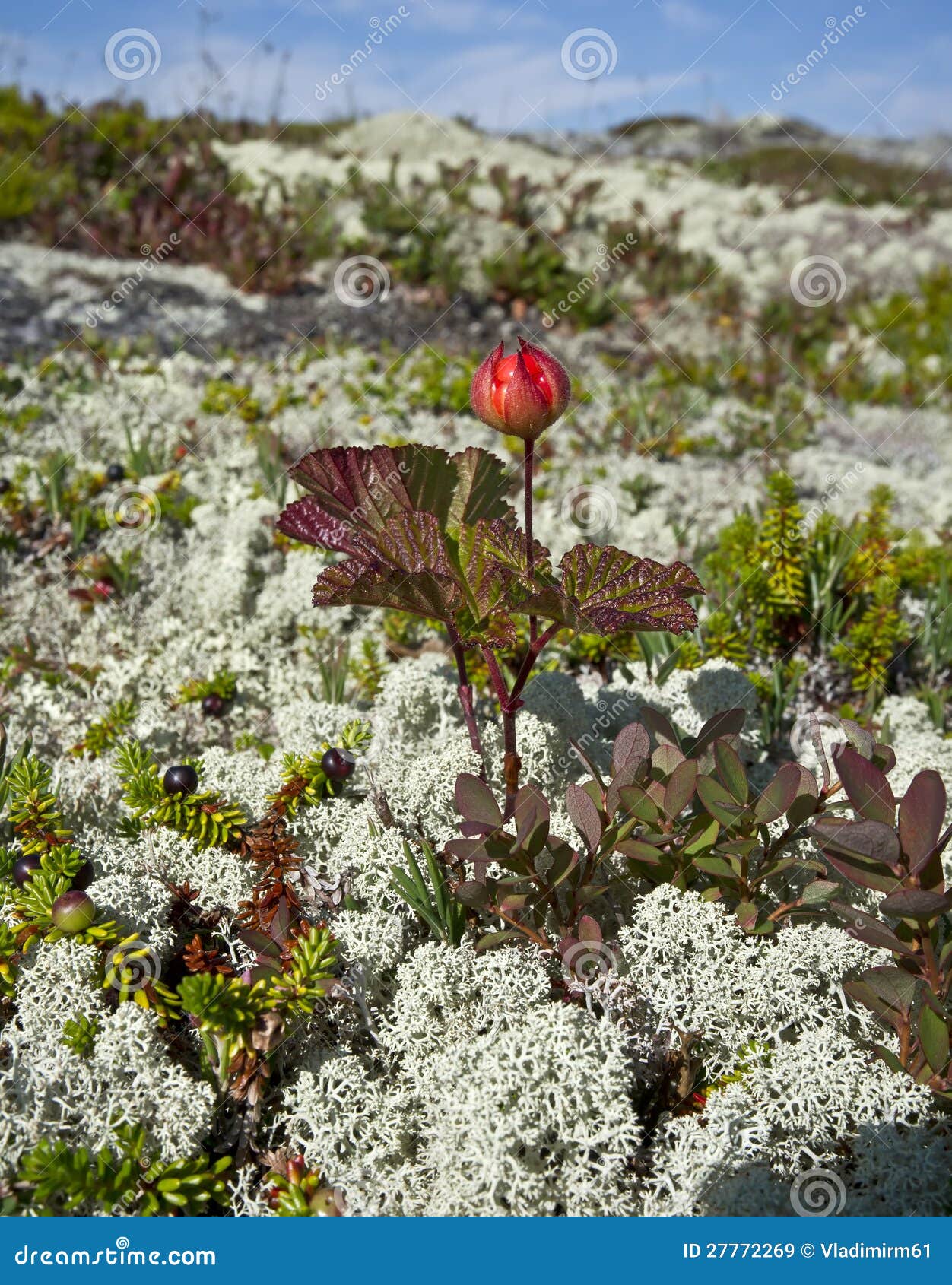 Cloudberries.Rubus Chamaemorus. Stock Image Image of cloudberries, blue 27772269