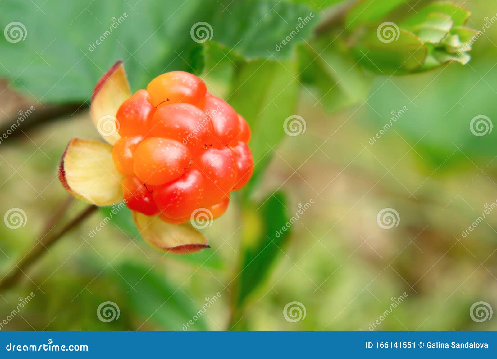Cloudberry Berry Grows in a Summer Forest in a Swamp Stock Image