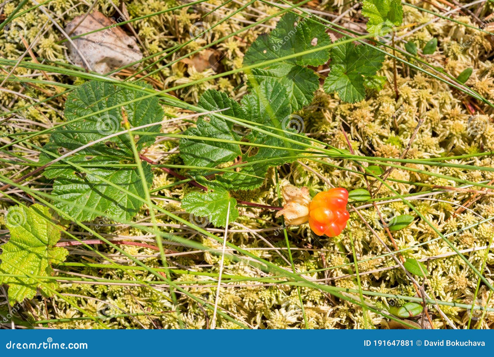 cloudberry growing on sphagnum moss
