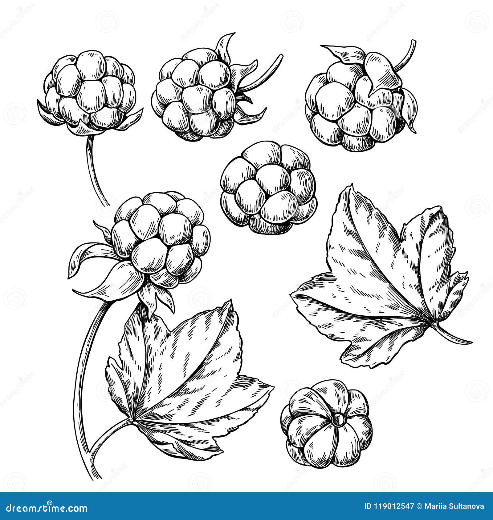 cloudberry  drawing. organic berry food sketch. vintage engraved 