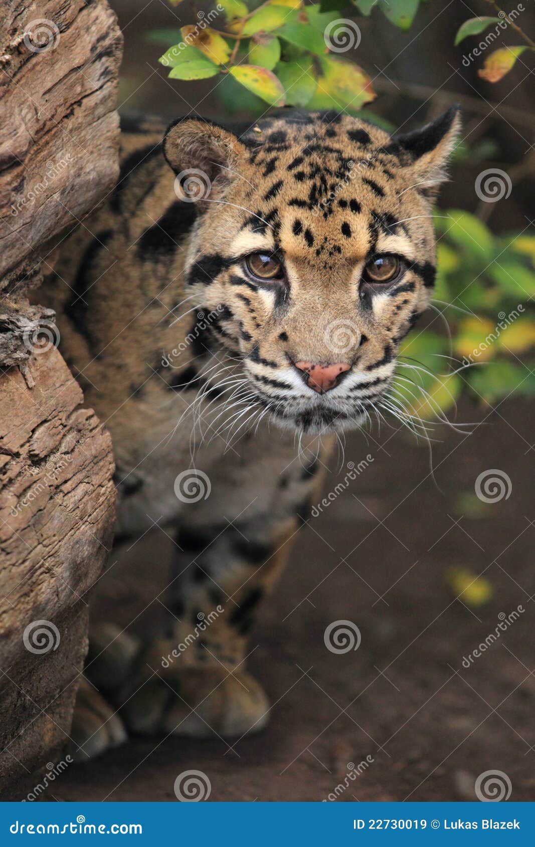 clouded leopard