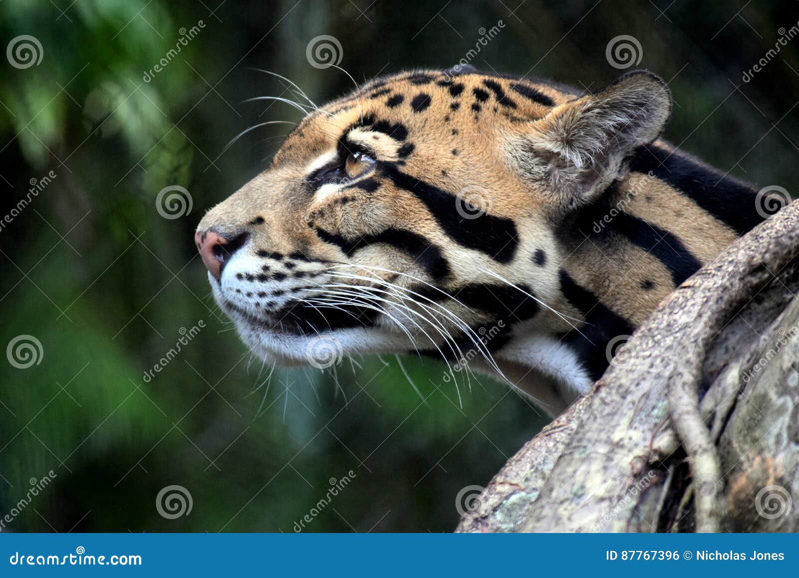 clouded leopard