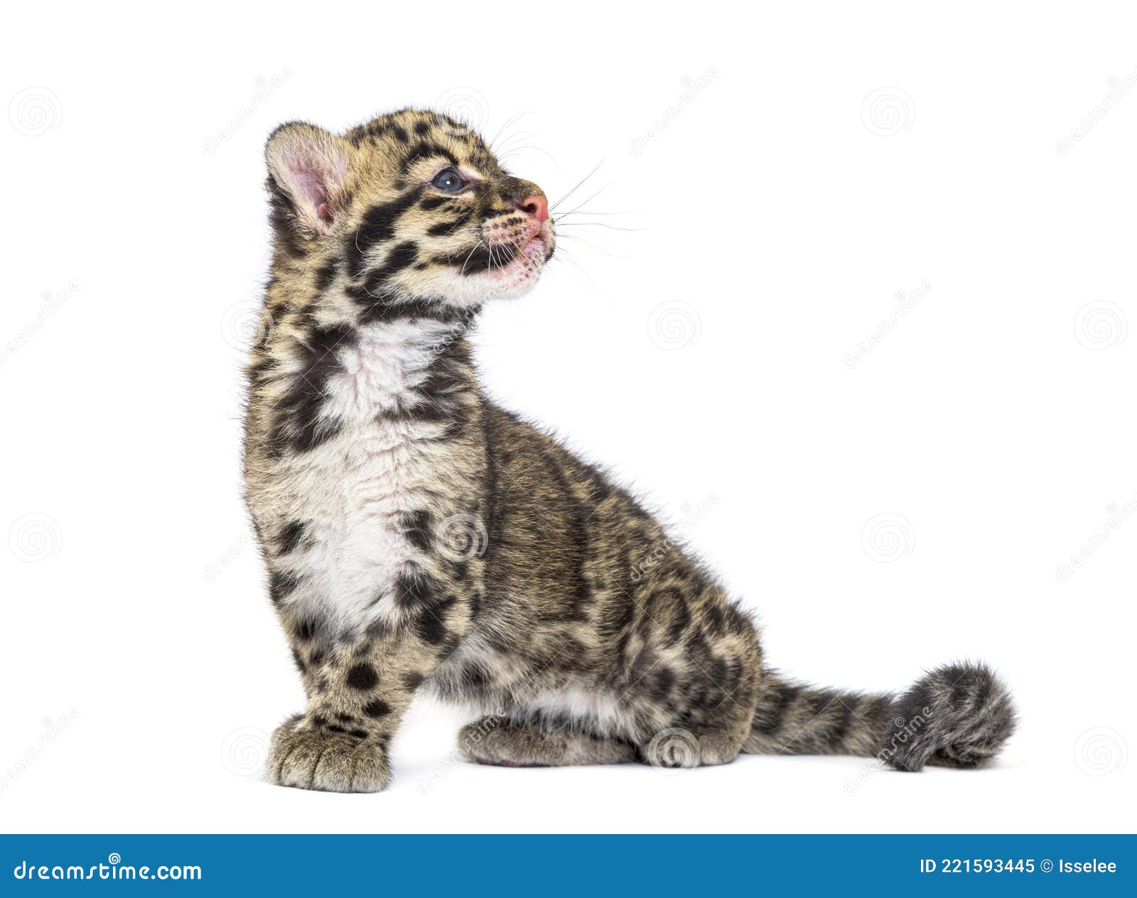 clouded leopard cub, two months old, neofelis nebulosa