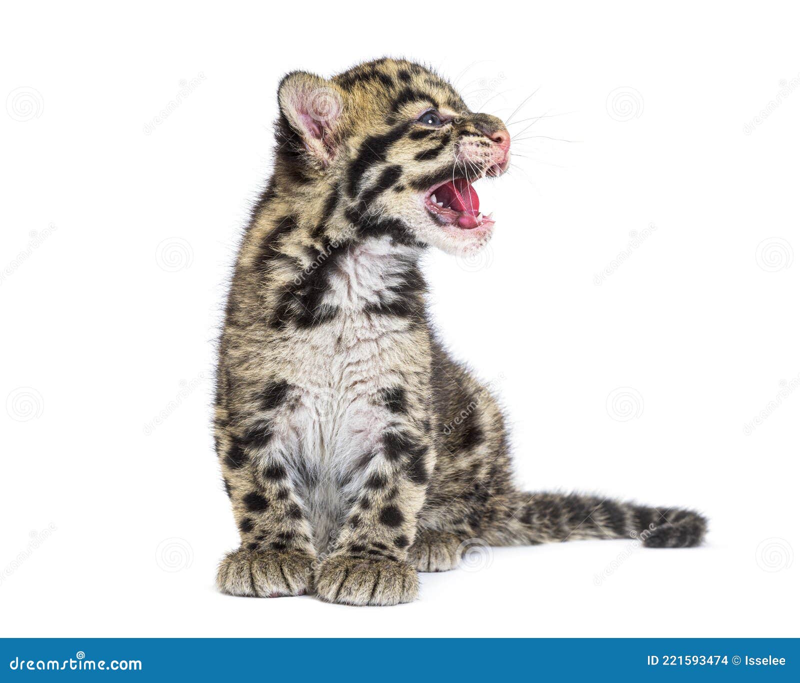 clouded leopard cub, two months old, neofelis nebulosa